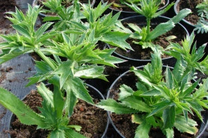 Coriandru Mexican-Eryngium Foetidum - Img 2