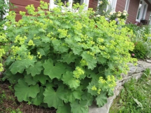 Creţişoara-Alchemilla Vulgaris