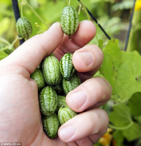 Cucamelon-Scabra Melothria