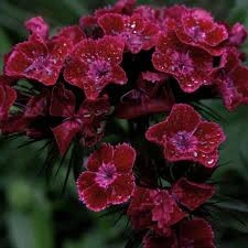 Dianthus barbatus-Garoafa turceasca Black Magic - Img 2
