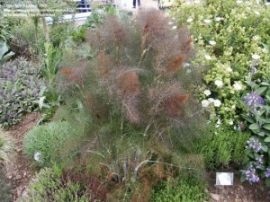 Fenicul Purpureum-Bronze fennel - Img 3
