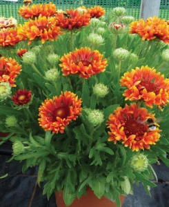 Gaillardia Fanfare Blaze