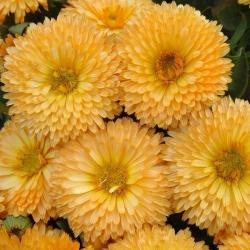 Galbenele-Calendula Off.Apricot Beauty - Img 2
