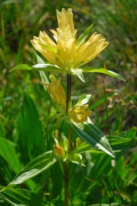 Gentiana Punctata - Img 4