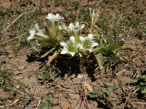 Gentiana Straminea - Img 4