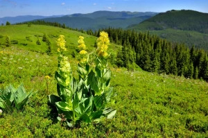 Ghintura-Gentiana lutea - Img 2