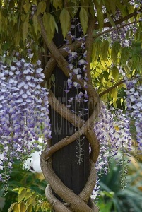 Glicina mov-Wisteria floribunda