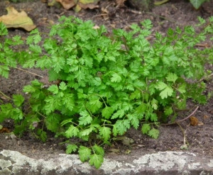 Hasmațuchi-Anthriscus cerefolium  - Img 4