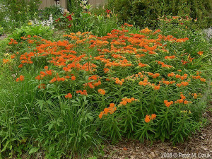 Iarba fluturilor-Asclepias tuberosa