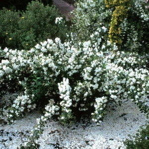 Iasomie batuta-Philadelphus Snowbelle