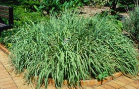 Lemongrass-Iarba lamaioasa - Img 4