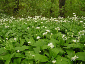 Leurda-Allium Ursinum