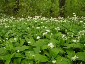 Leurda-Allium Ursinum - Img 4