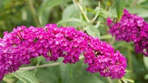 Liliac de vara-Buddleja Davidii Royal Red  - Img 4