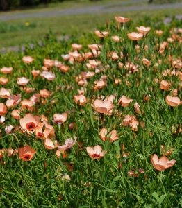 Linum Salmon-In decorativ anual