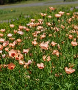 Linum Salmon-In decorativ anual - Img 2