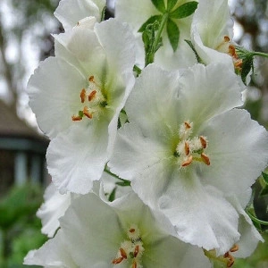 Lumanarica-Verbascum Phoeniceum Flush of White