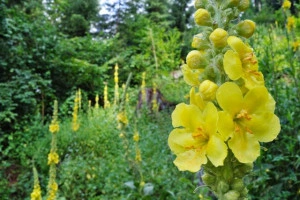 Lumanarica-Verbascum thapsus - Img 3