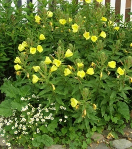 Luminita noptii-Oenothera biennis L - Img 3