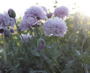 Mac Somniferum Lilac Pompom