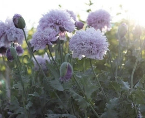 Mac Somniferum Lilac Pompom - Img 2