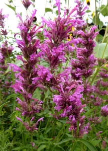 Mexican Hyssop-Agastache mexicana