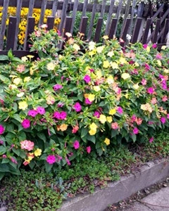 Mirabilis Jalapa mix - Img 6