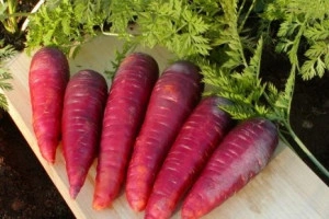 Morcov Purple