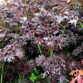 Mustar oriental Ruby Streaks - Img 2