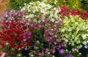 Nicotiana-Regina noptii mix - Img 4