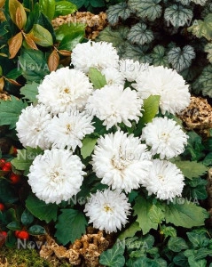 Ochiul boului-Callistephus chinensis Milady White