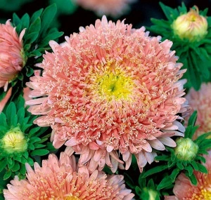 Ochiul boului-Callistephus chinensis Princess Somon