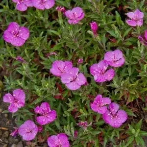Oenothera Kunthiana Glowing Magenta - Img 2