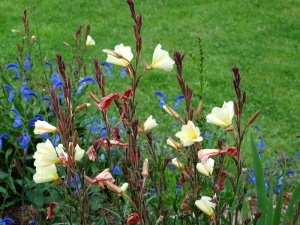 Oenothera Odorata Sulphurea 