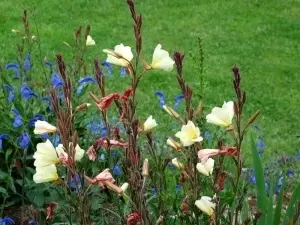 Oenothera Odorata Sulphurea  - Img 2
