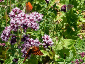 Oregano-Origanum vulgare