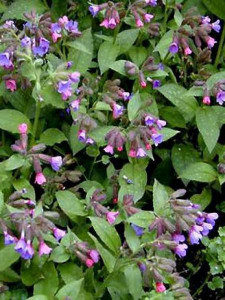 Plamanarica-Pulmonaria Officinalis