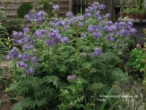 Polemonium Caeruleum-Jacob's Ladder Blue - Img 3
