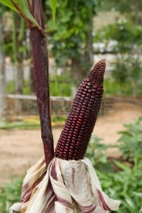 Porumb dulce Purple Corn - Img 3
