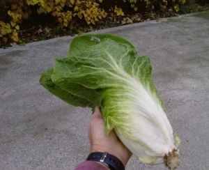Radicchio Pan di Zucchero