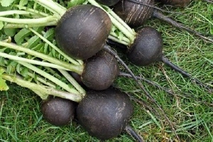 Ridichi negre de iarna