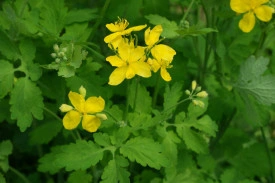 Rostopasca-Chelidonium Majus - Img 1