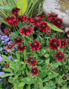 Rudbeckia Hirta Cherry Brandy