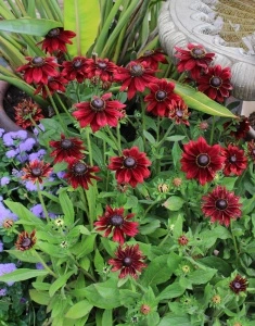 Rudbeckia Hirta Cherry Brandy