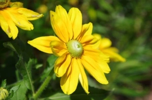 Rudbeckia Hirta Irish Eyes