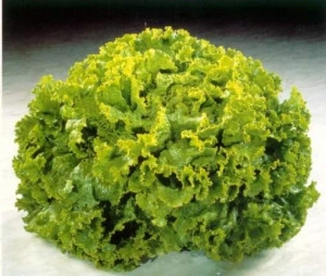 Salata verde creata  Lolo Bionda