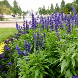 Salvia Farinacea Victoria Blue - Img 3