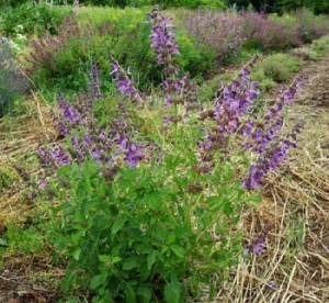 Salvia Miltiorrhiza-Red Sage - Img 5
