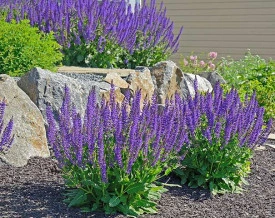 Salvia Nemorosa - Img 2
