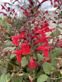 Salvia Roemeriana Arriba - Img 3